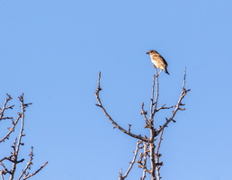 Moineau domestique (Passer domesticus)