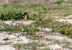 Pinson des arbres (Fringilla coelebs)