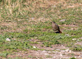 Queue rousse (Phoenicurus ochruros)