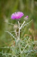 Galactites tomentosus 3