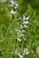 Fumaria parviflora 1