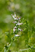 Fumaria parviflora 2