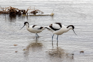 Avocette élégante (Recurvirostra avosetta) 2