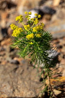 Euphorbe petit-cyprès (Euphorbia cyparissias) 1