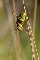 Ephippigère des vignes (Ephippiger ephippiger) 3