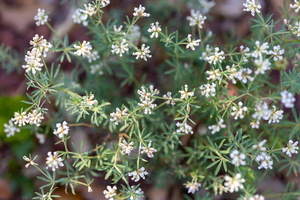 Lotus dorycnium