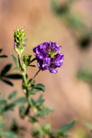 Medicago sativa