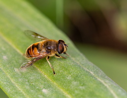 Eristale tenace (Eristalis tenax) 1
