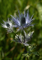 Eryngium alpinum