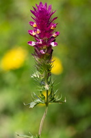 Melampyrum arvense