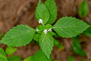 Galéopside à tige carrée (Galeopsis tetrahit)