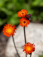 Epervière orangée (Pilosella aurantiaca) 1