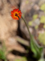 Epervière orangée (Pilosella aurantiaca) 2