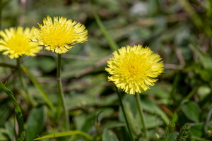 Epervière piloselle (Pilosella officinarum)