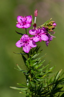 Epilobe à feuilles de romarin (Epilobium dodonaei) 3