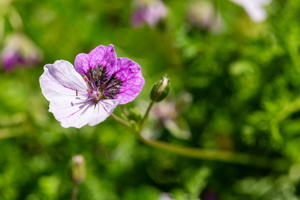 Erodium à feuilles de cheilanthes (Erodium cheilanthifolium)