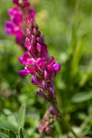Esparcette à feuilles de vesce (Onobrychis viciifolia) 5