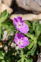Géranium presque argenté (Geranium surargenteum)