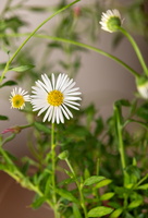 Erigeron karvinskianus