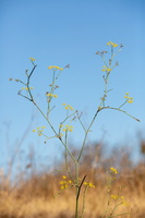 Fenouil commun (Foeniculum vulgare) 1