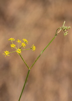 Fenouil commun (Foeniculum vulgare) 2