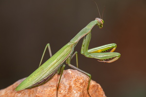 Mante religieuse (Mantis religiosa) 3