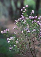 Erica multiflora 1