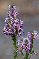 Erica multiflora 2