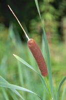 Massette à larges feuilles (Typha latifolia)
