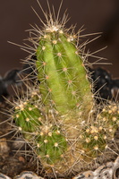 Fraise du désert (Echinocereus enneacanthus)