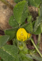 Medicago littoralis