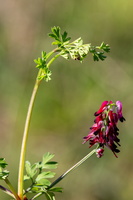 Fumaria muralis 1