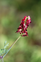 Fumaria muralis 2