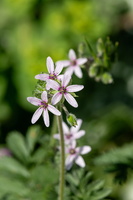 Erodium moschatum
