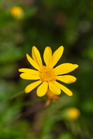 Euryops pectinatus