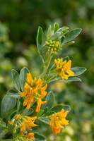 Medicago arborea