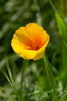Eschscholzia californica 3