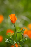 Eschscholzia californica 2