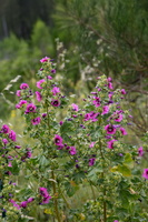 Malva arborea 1