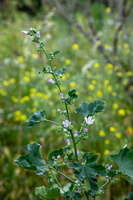Malva multiflora 1