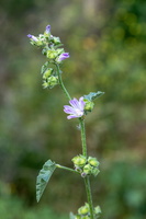 Malva multiflora 2