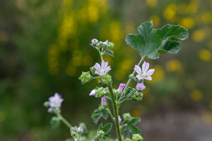 Malva multiflora 3