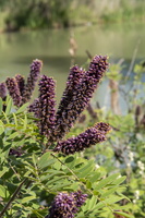 Faux indigo (Amorpha fruticosa) 2