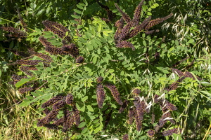 Faux indigo (Amorpha fruticosa) 1