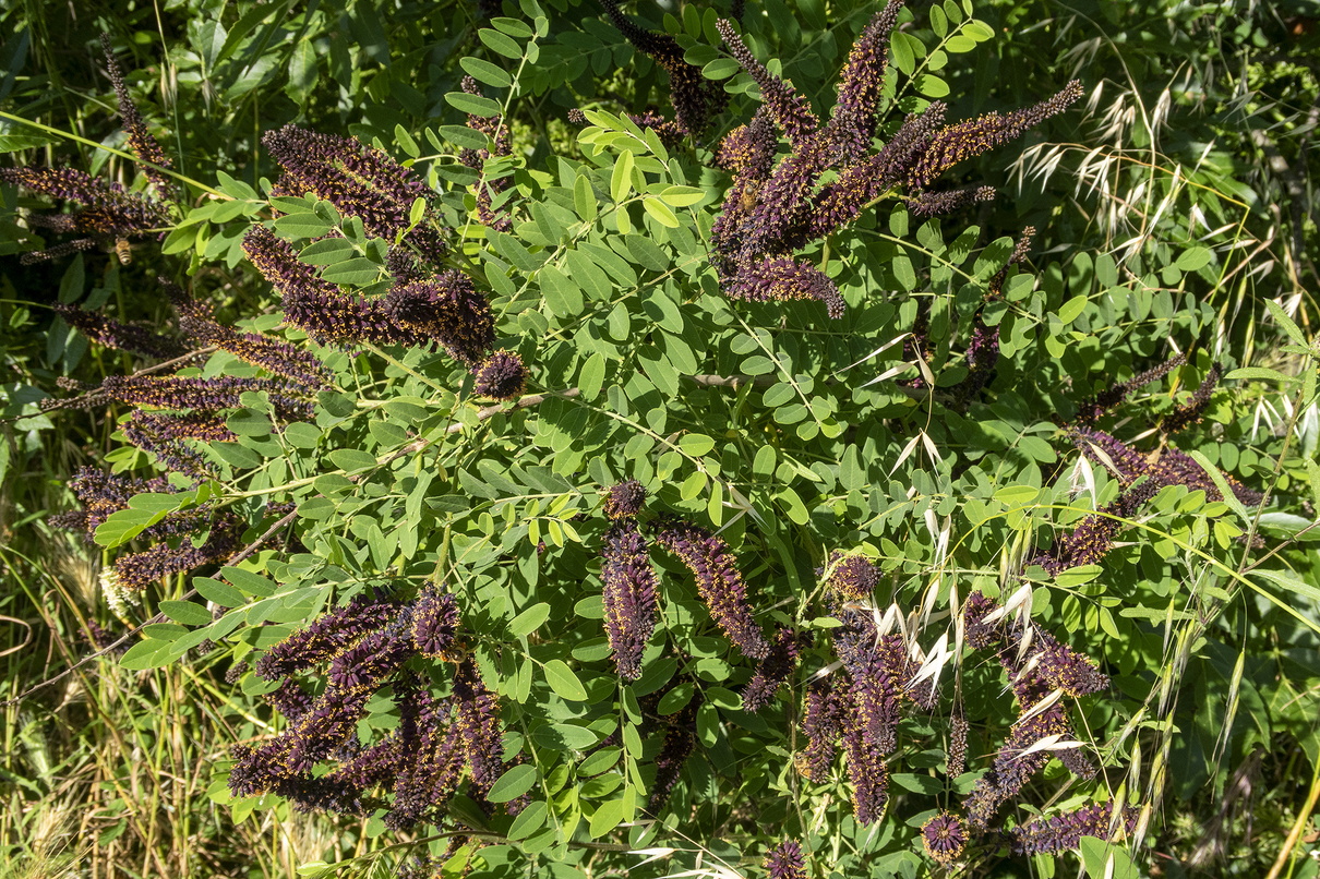 Faux indigo (Amorpha fruticosa) 1.jpg