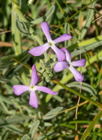 Matthiola sinuata