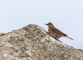 Pipit maritime (Anthus petrosus) 01