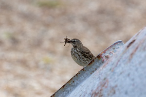 Pipit maritime (Anthus petrosus) 02