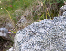 Pipit maritime (Anthus petrosus) 03