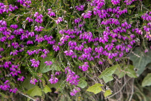 Erica cinerea